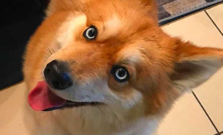 Instagram: la nuova star ha gli occhi di una volpe, ma non lo è