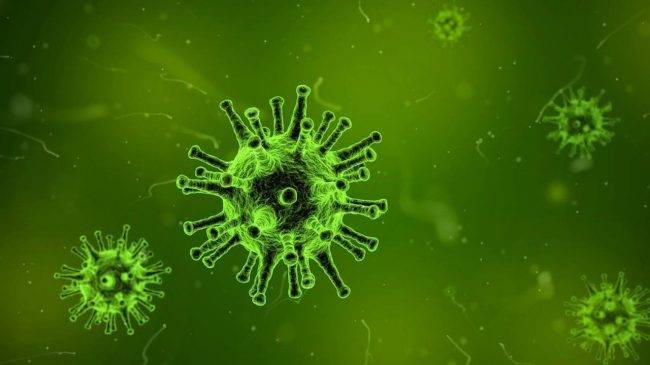 Yaravirus Brasile: scoperto un virus con geni mai visti prima 