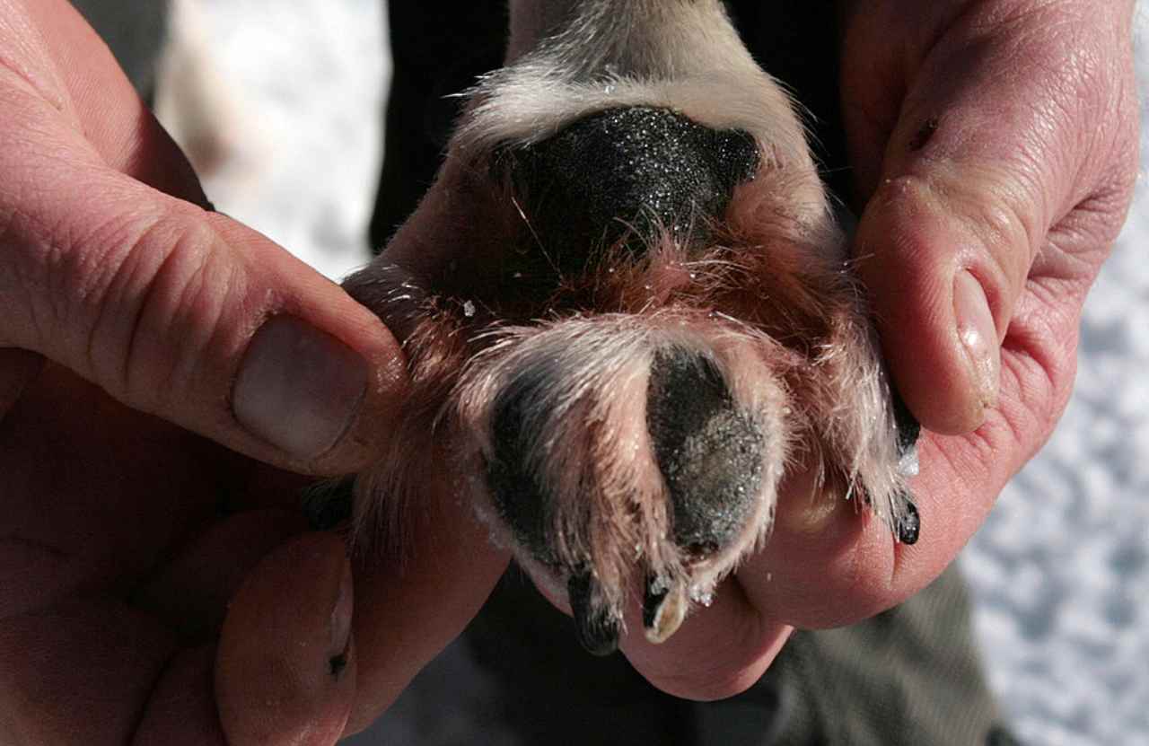Candeggina sotto le zampe dei cani: il monito dei veterinari