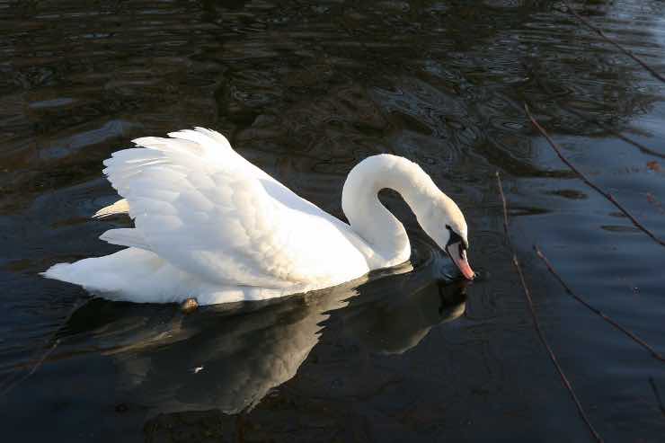 Test personalità: qual è la figura che vedi per prima? Scopri chi sei