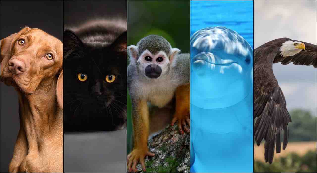 Test personalità: scegli tra gli animali nelle immagini e scopri chi sei