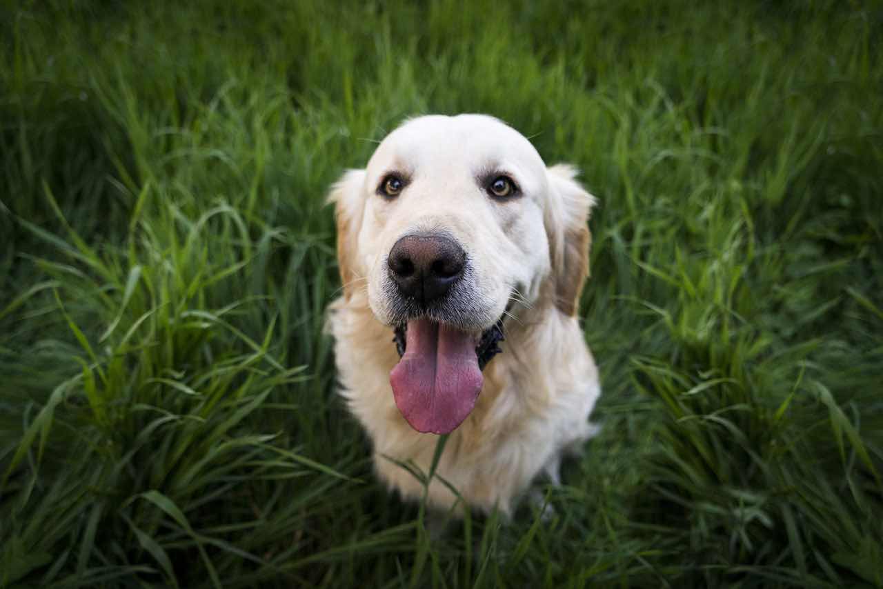 Coronavirus, la dolce storia del cane aspetta il padrone fuori dall'ospedale