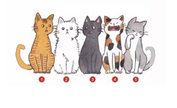 Test personalità: scegli un gatto e scopri come ti vedono gli altri