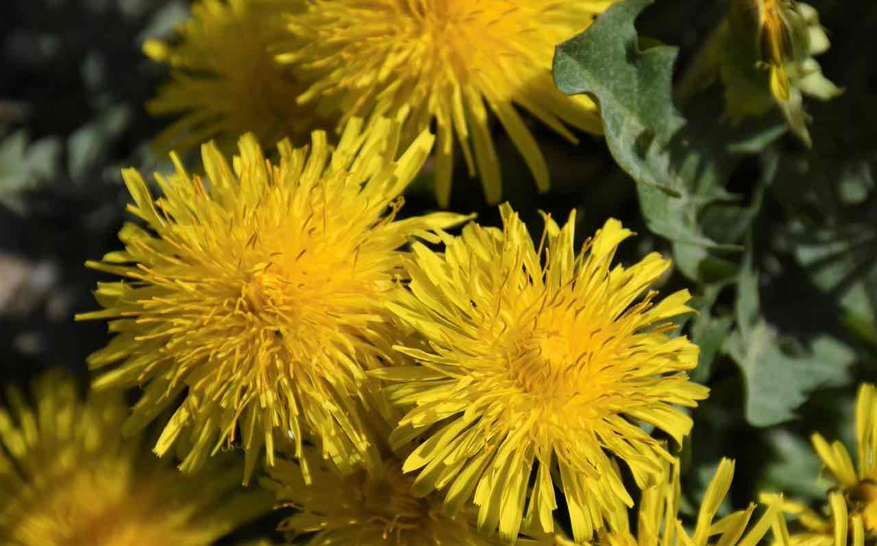 Queste 6 piante ti aiuteranno a depurare il fegato - FOTO