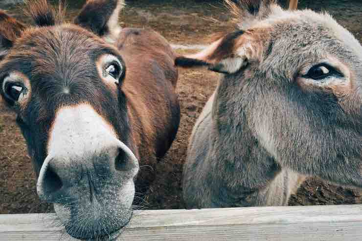 Latte d'asina, quanti benefici: un vero portento contro le rughe