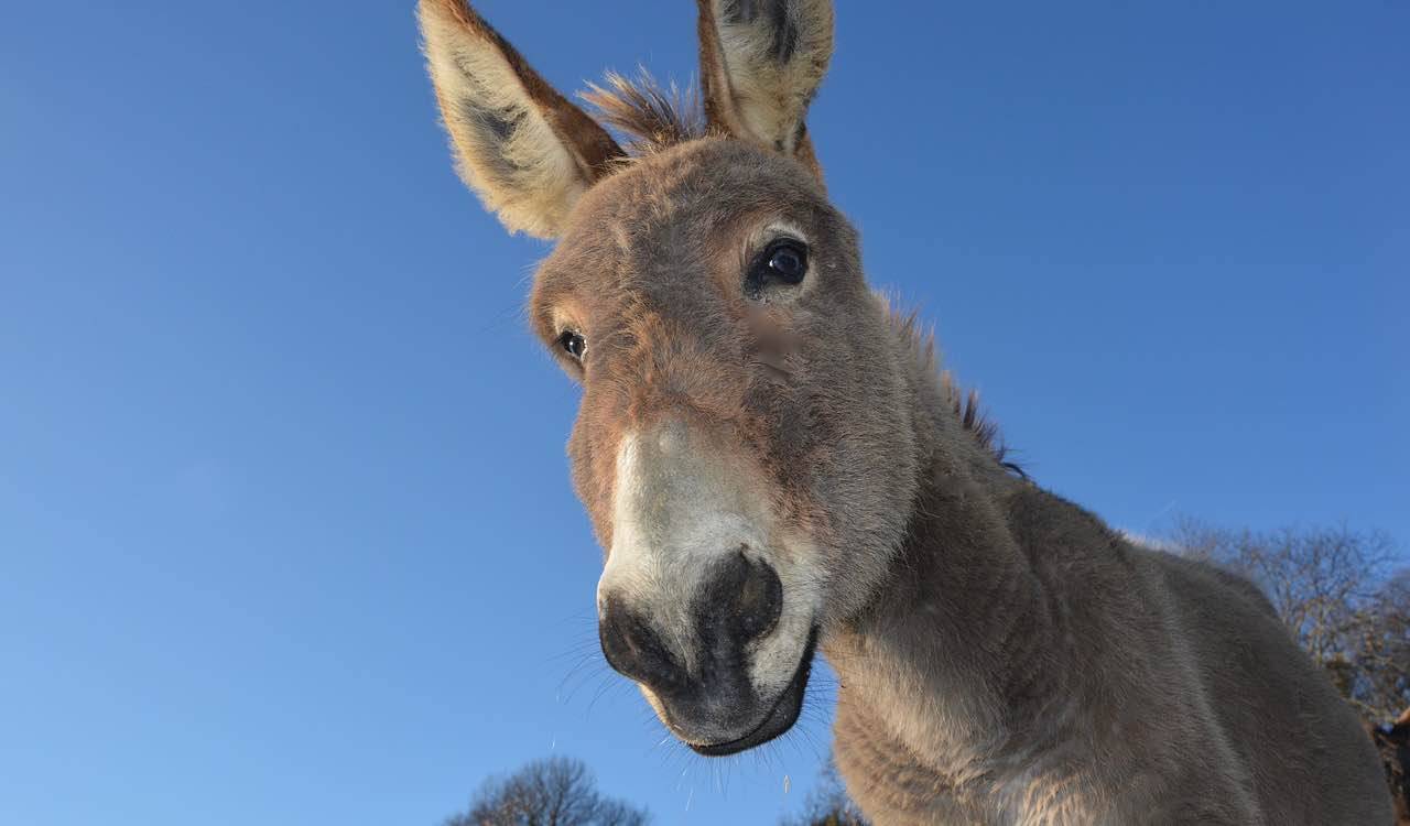 Latte d'asina, quanti benefici: un vero portento contro le rughe