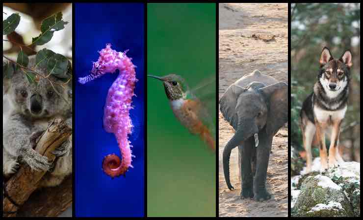 Test personalità: 5 animali, ma solo il primo visto ti dirà chi sei