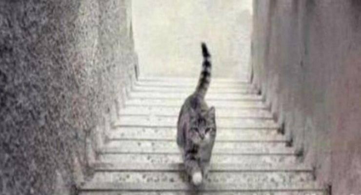 Gatto sale o scende le scale? 