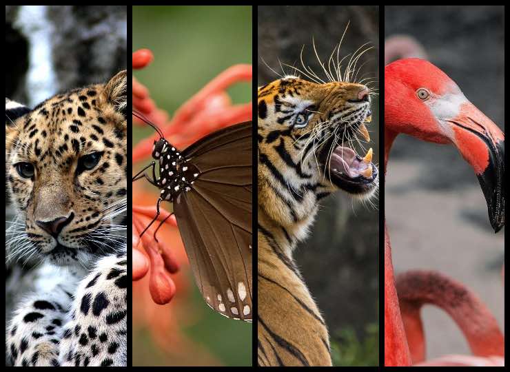 Test personalità, immagini e colori: quale l'animale che vedi per primo?