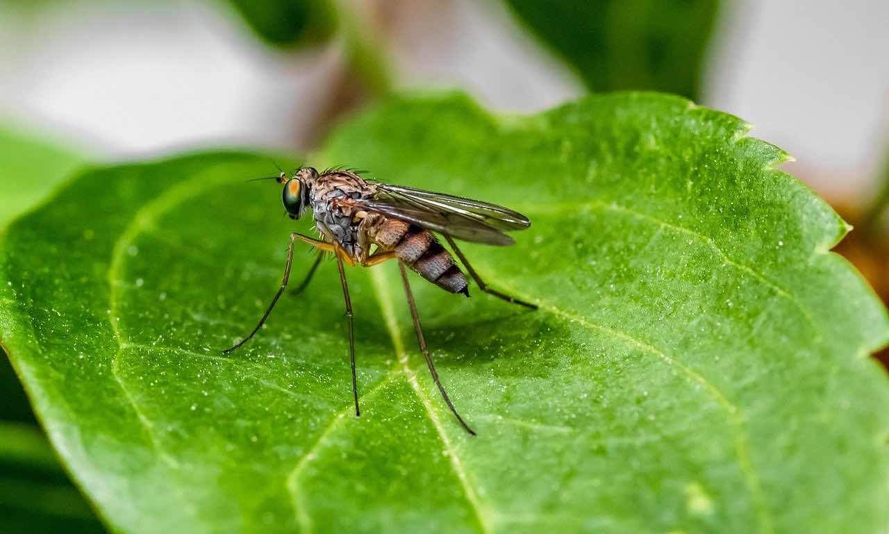 Punture di insetto, come evitarle e rimediare? Ecco alcuni consigli