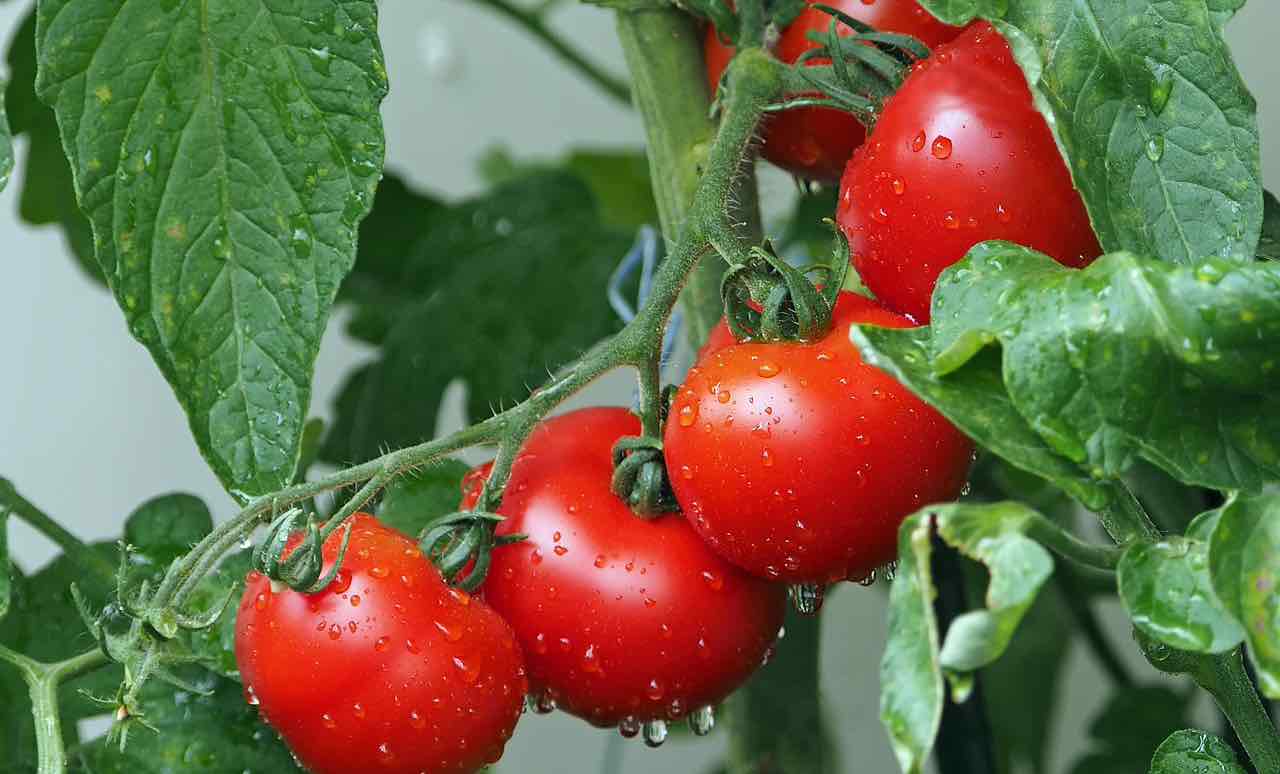 Pomodori d'estate? Ecco perché dovresti mangiarne di più