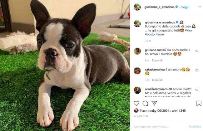 La cucciola Kira (fonte Instagram @giovanna_e_amadeus)