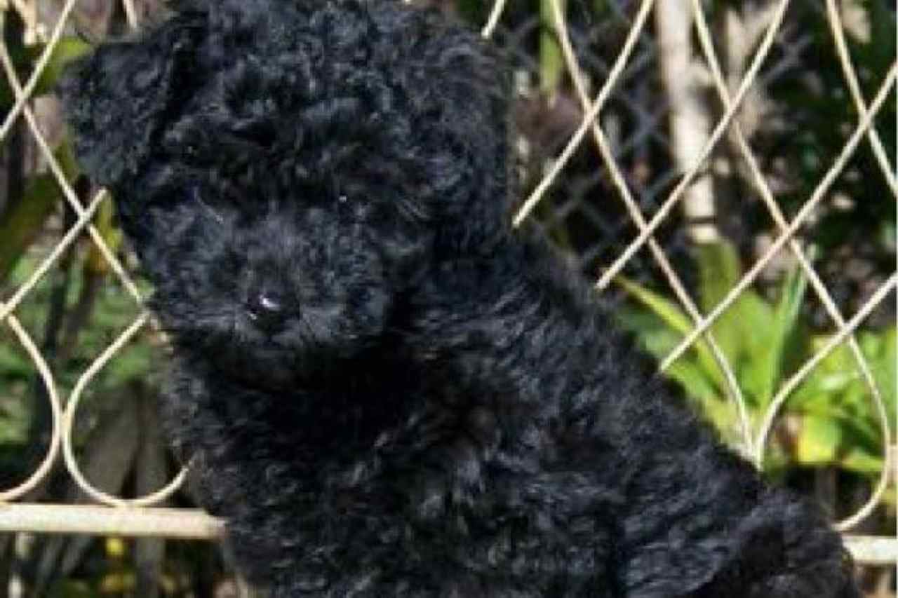 Anche i cani prendono il Covid: ecco il primo caso in Italia