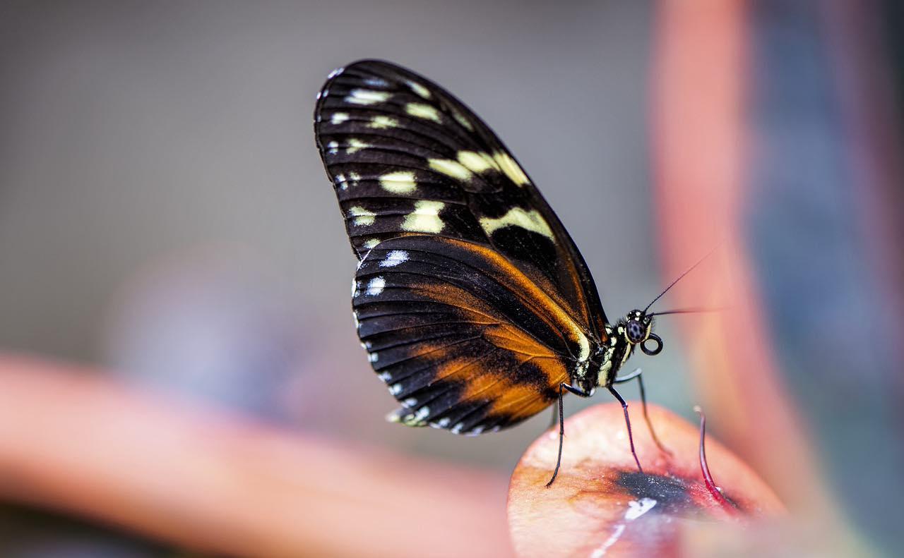 Test personalità, scopri il tuo carattere scegliendo una delle farfalle