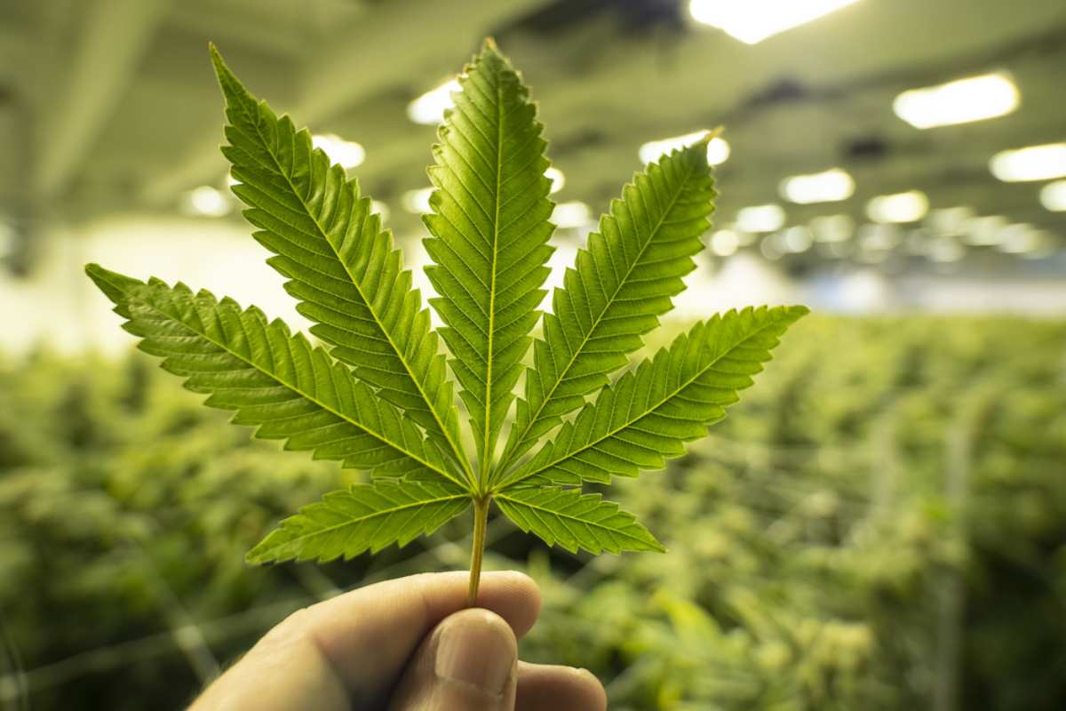 Cannabis - immagine di repertorio (Google Images)