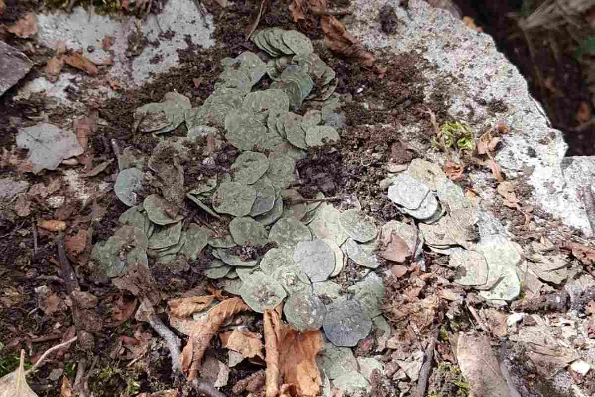 Tesoro - Immagine di repertorio (Google Images)