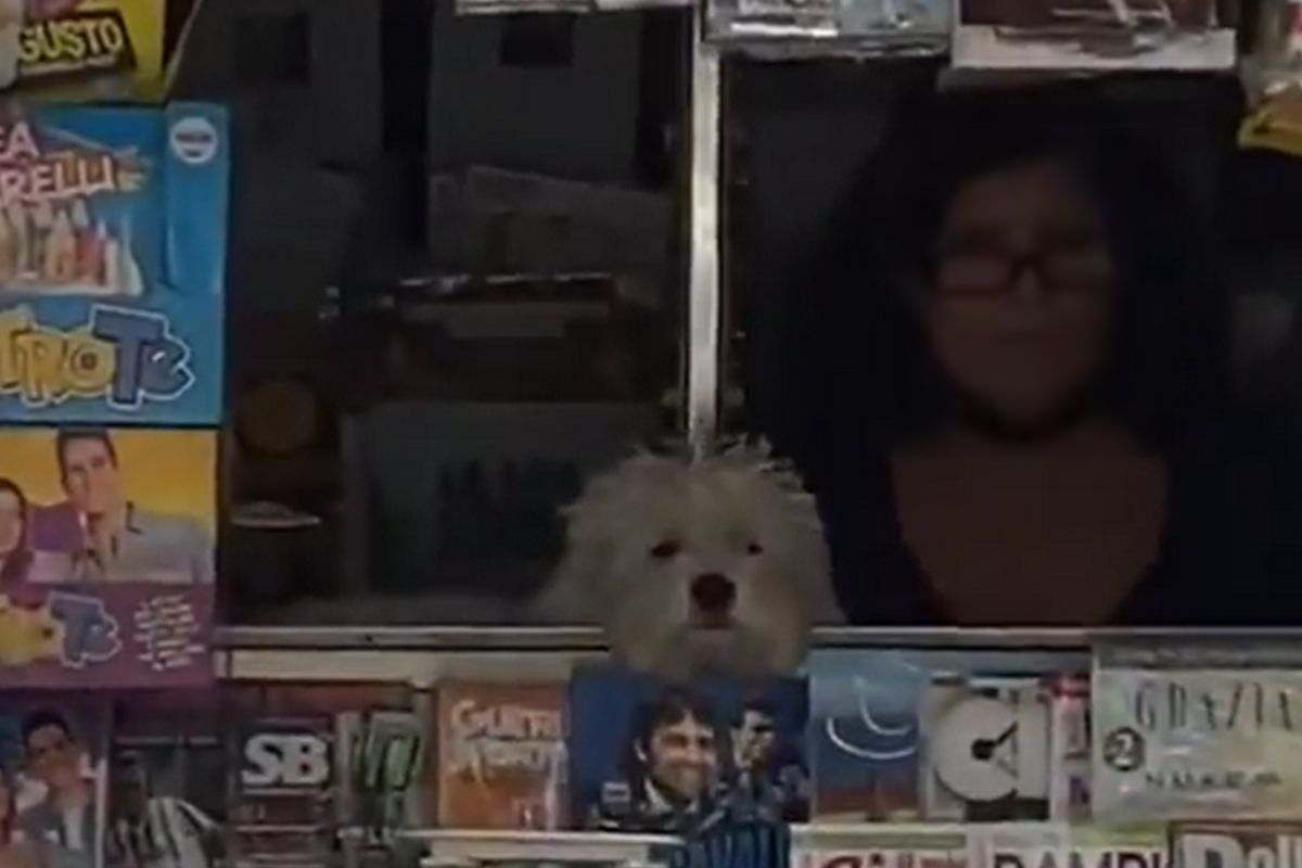 Cane edicolante (Twitter)