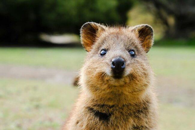 Quokka (AdobeStock)