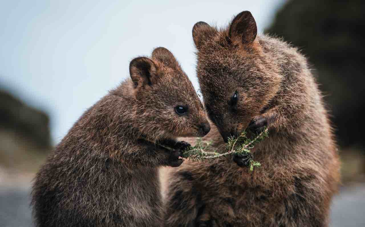 Quokka (AdobeStock)