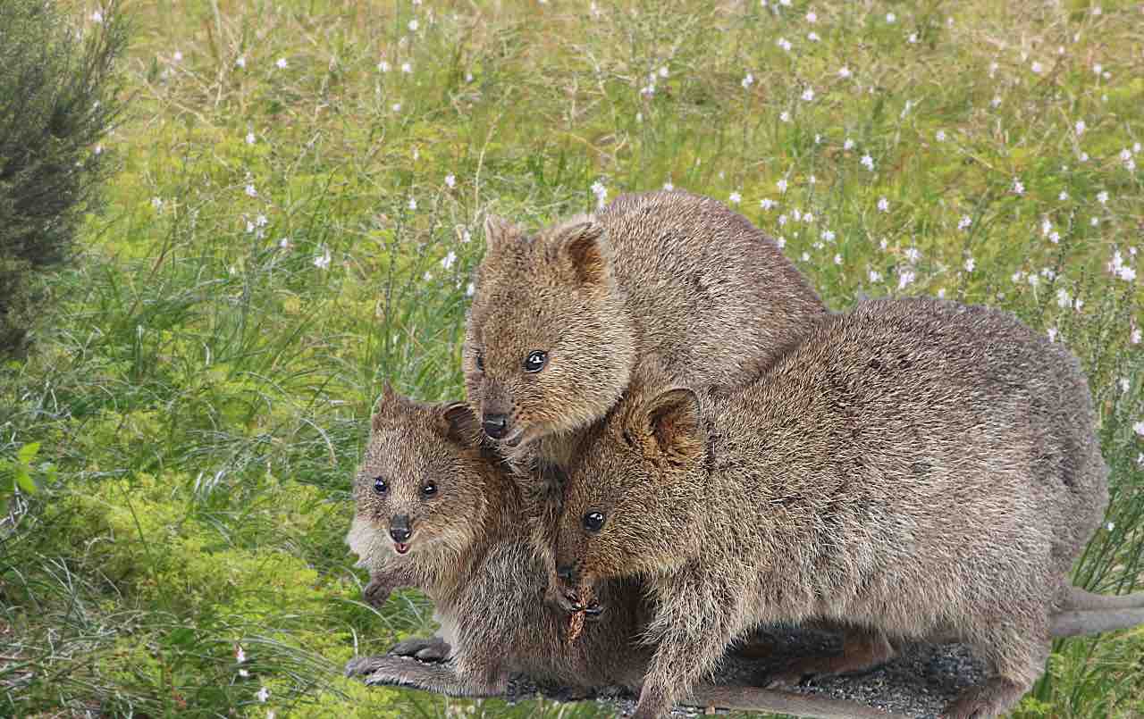 Quokka (AdobeStock)