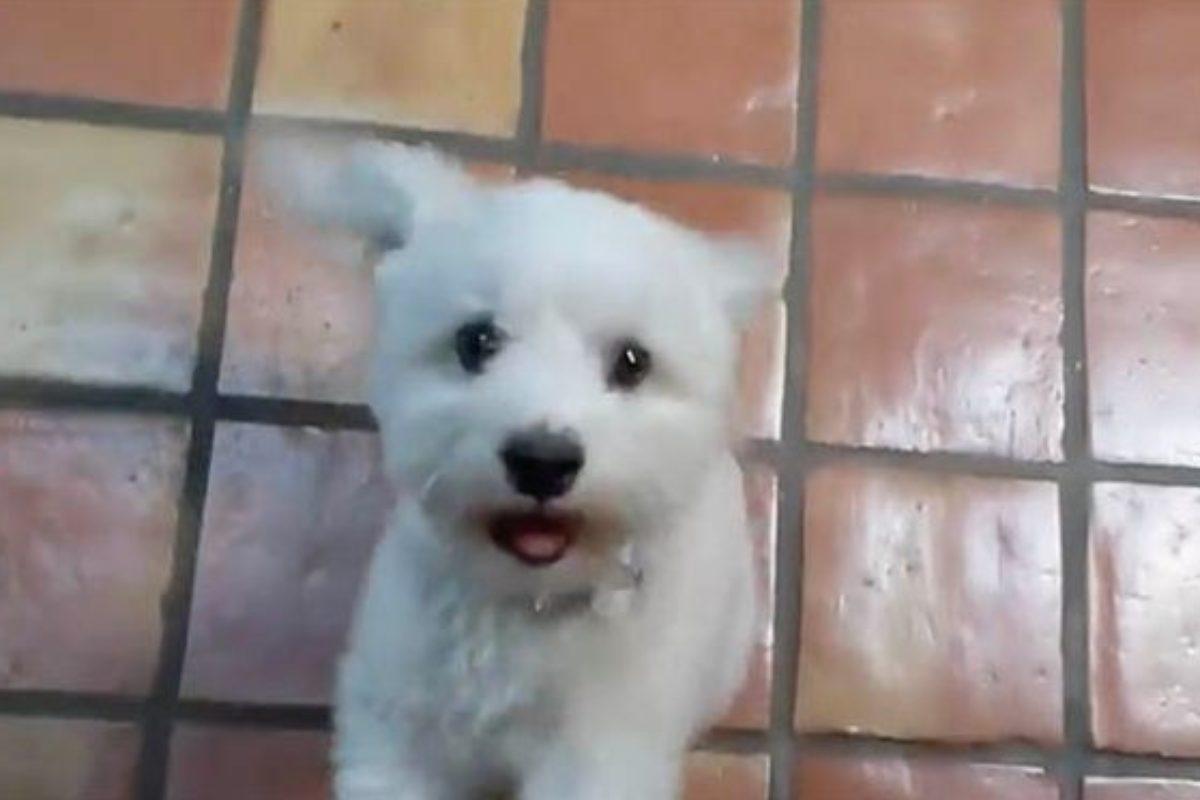Video del cane su Reddit (YouTube)