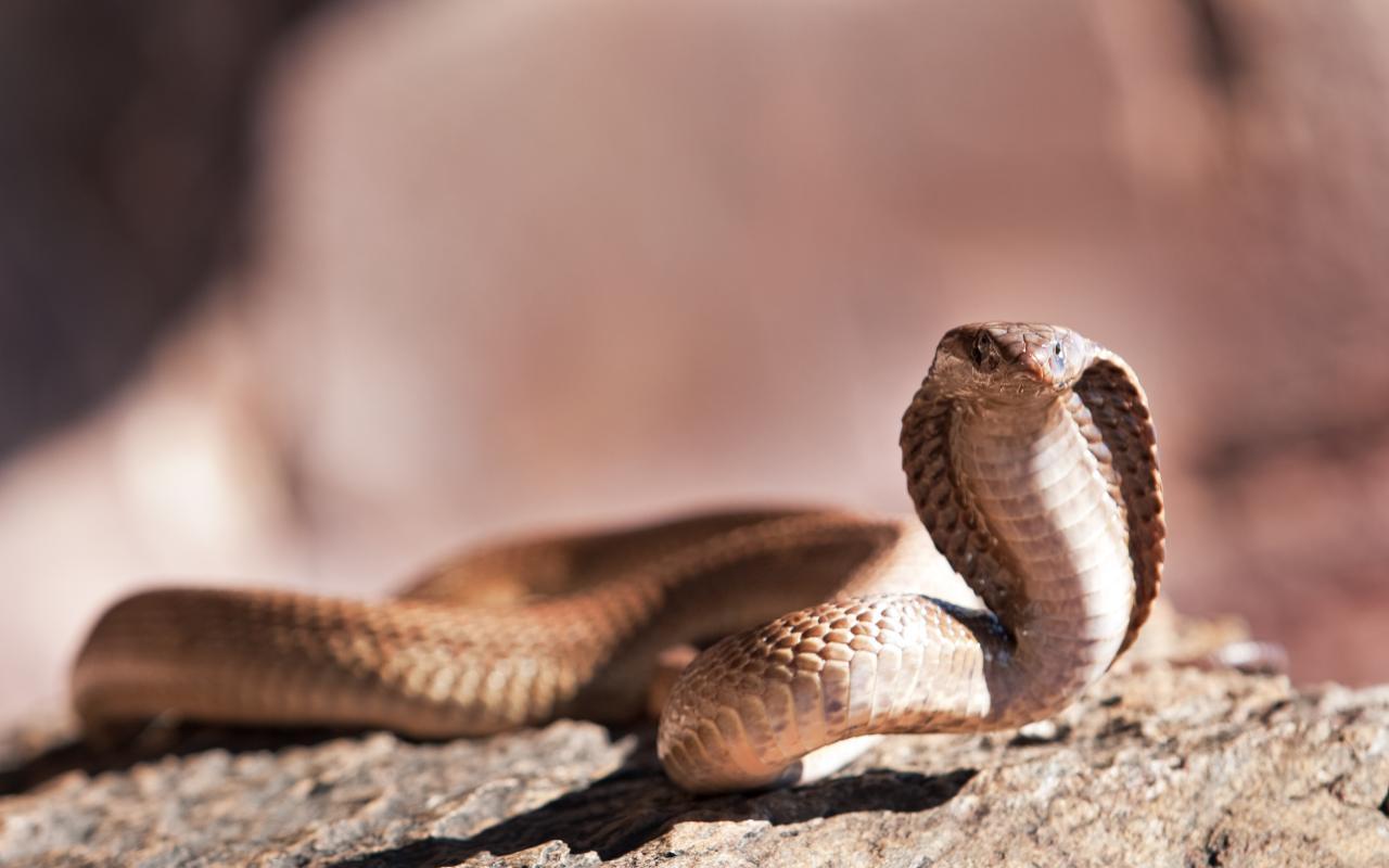 Serpente (Adobe Stock)