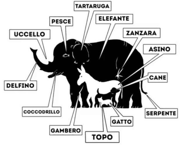 Test personalità, quanti animali vedi? La risposta è stupefacente