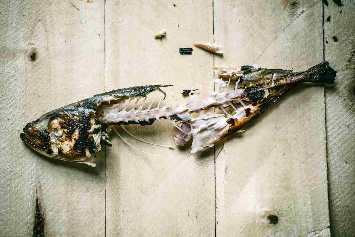 Avanzi pesce (AdobeStock)