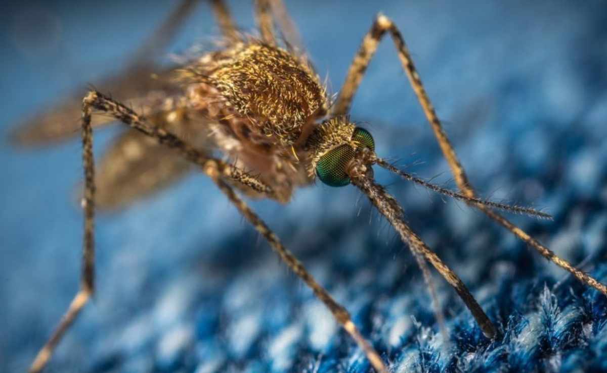 rimedi contro mosche e zanzare