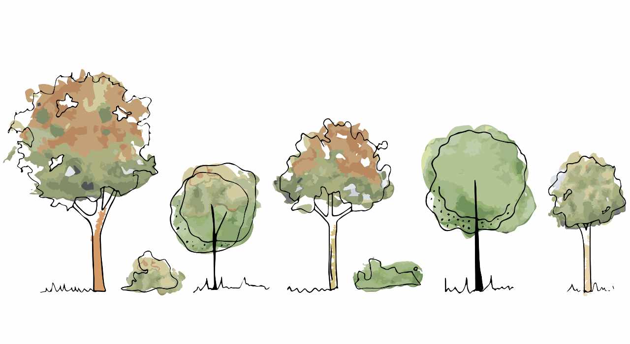 Test della personalità, test dell'albero