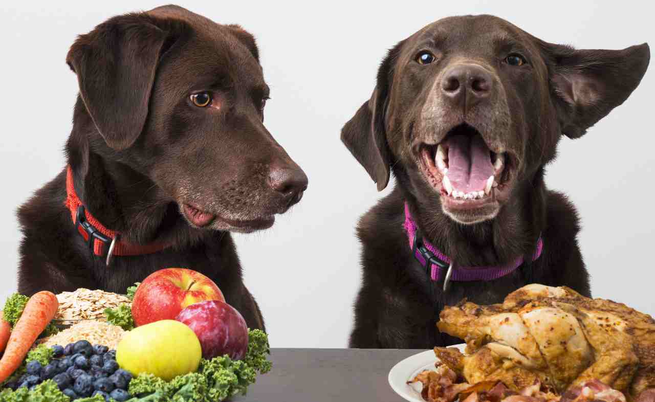 alimenti da evitare cane