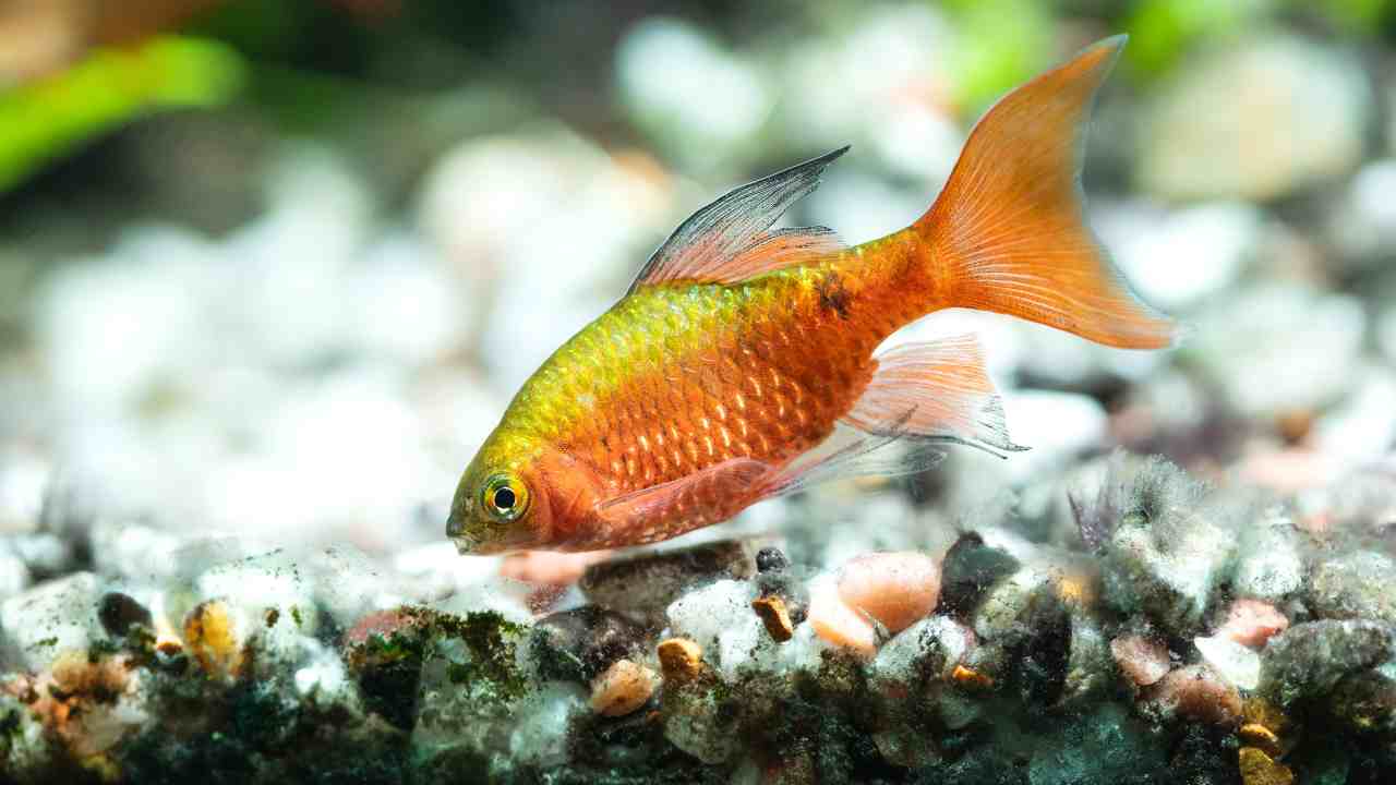 Pesce rosso