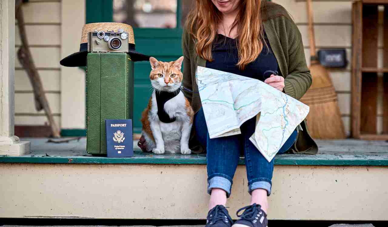 Viaggiare con il gatto