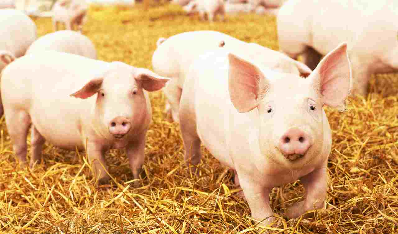 peste suina