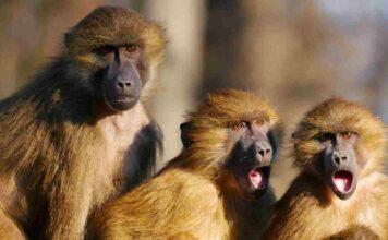 Vaiolo delle scimmie, allarme in Italia: cosa fare per evitare il contagio