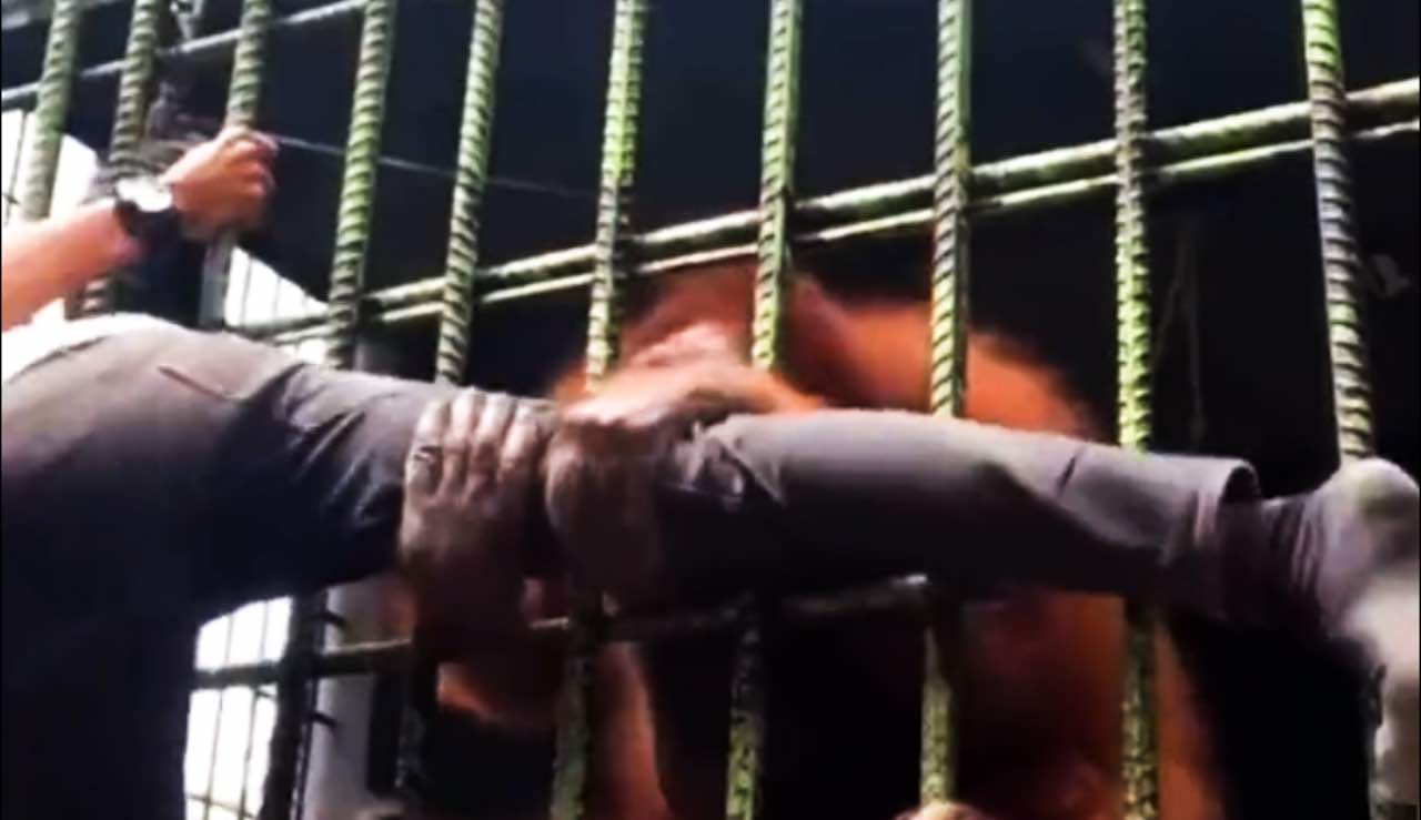 orango zoo attacca visitatore