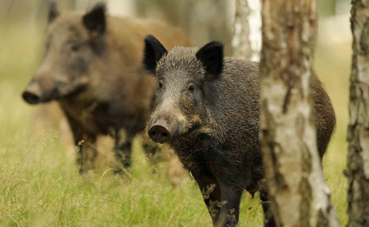 emergenza cinghiali