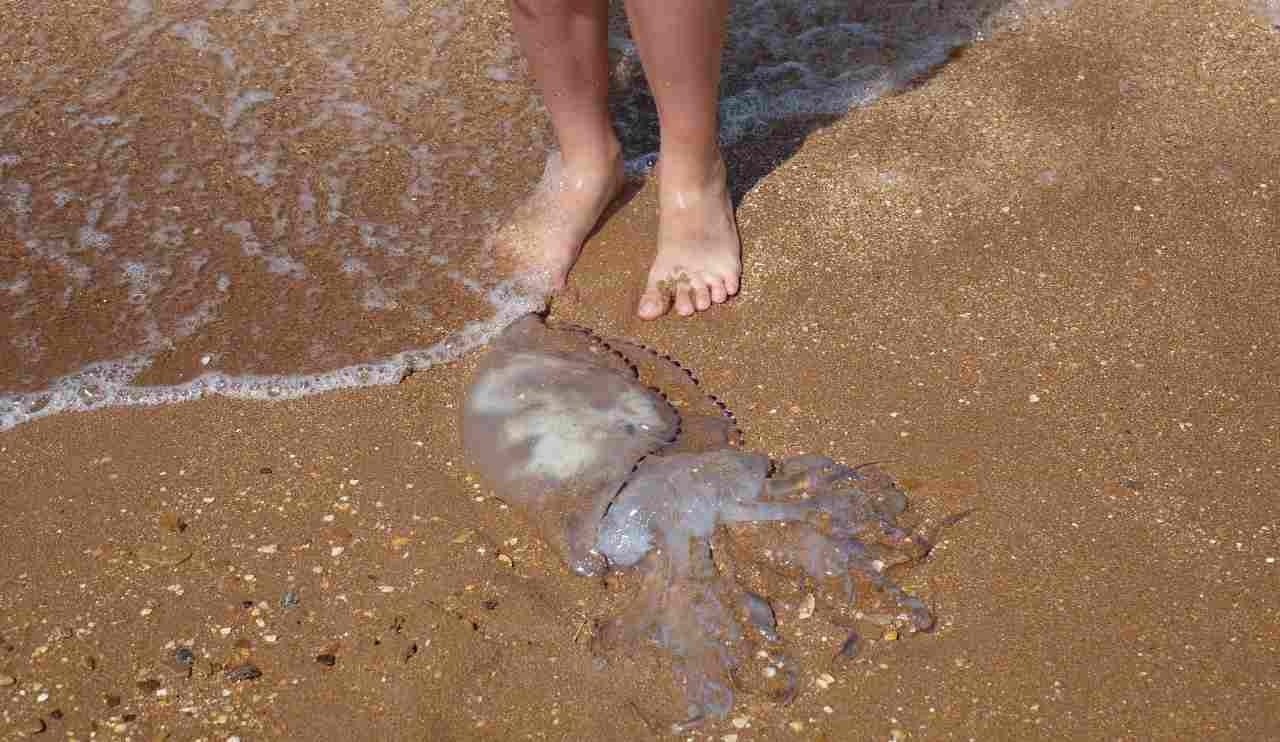 morso medusa