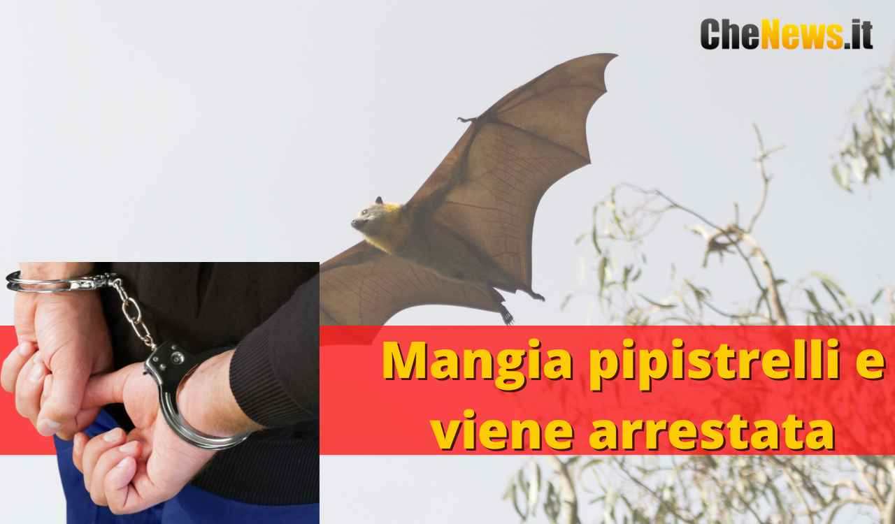 Mangia pipistrelli