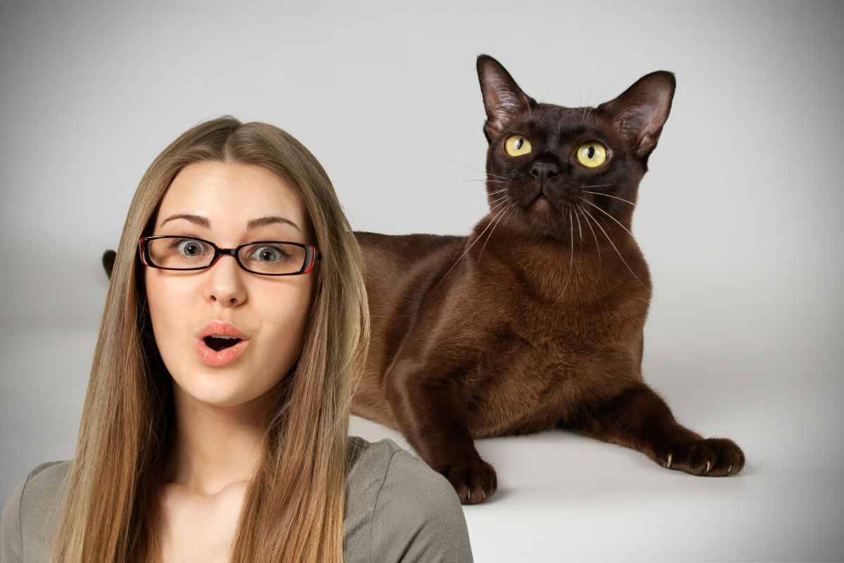 Il gatto che portafortuna e non perde pelo