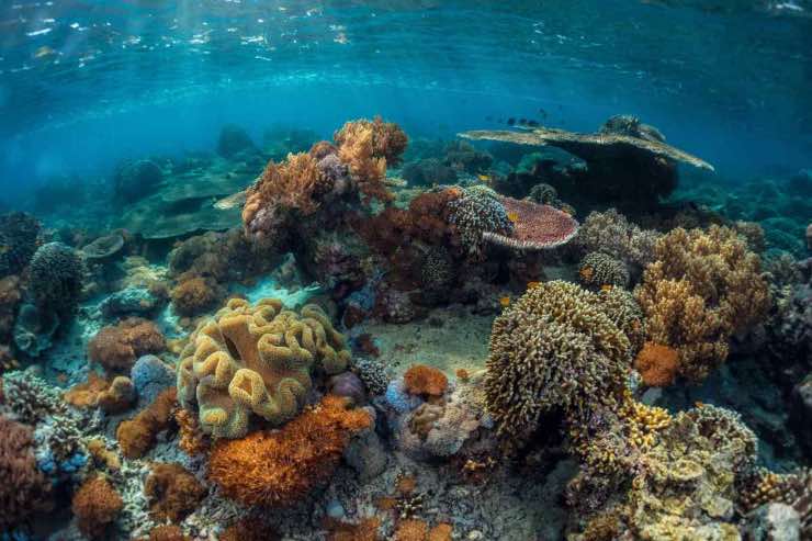 Reef Ball barriera corallina morte