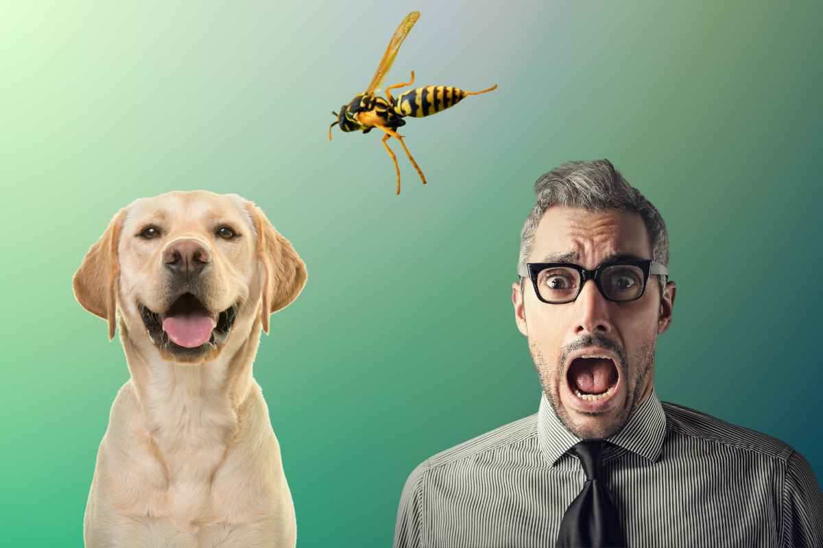 Come proteggere il cane dalle punture di vespa