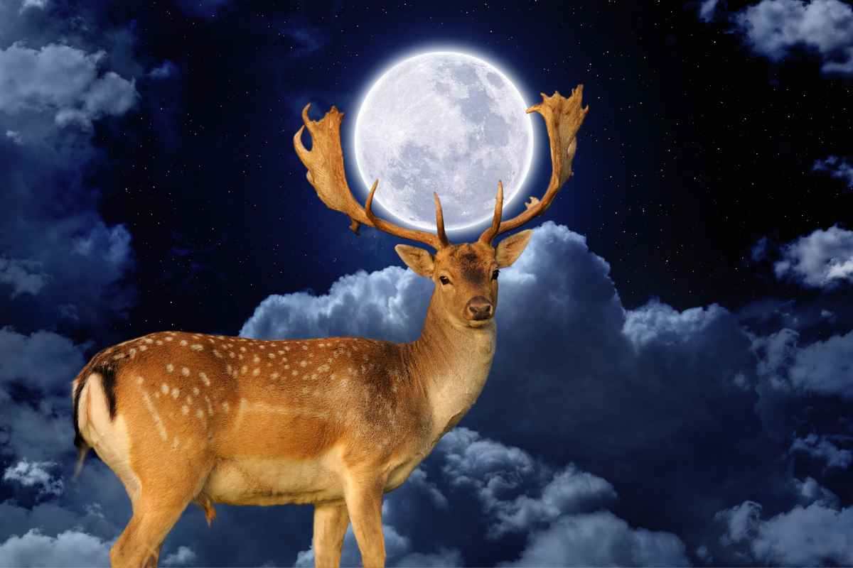 Luna del cervo evento