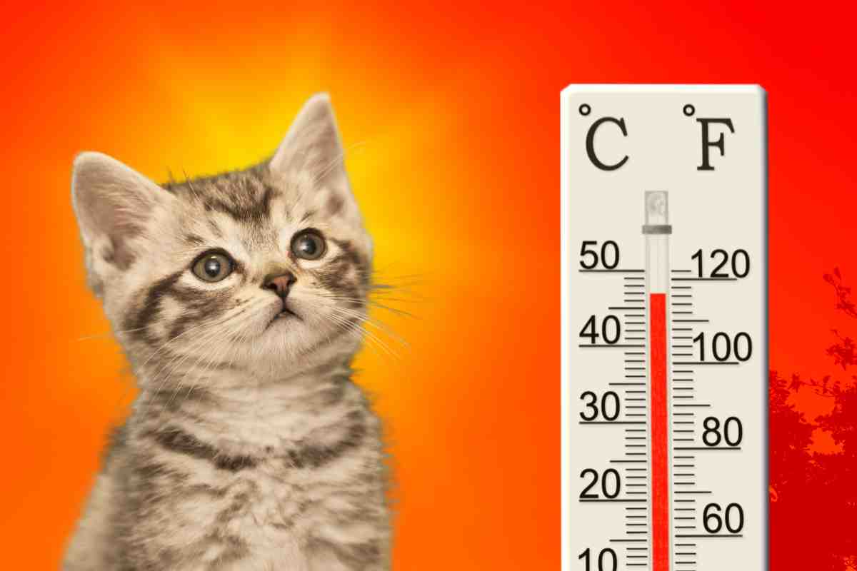Gatti soffrono caldo: cosa fare
