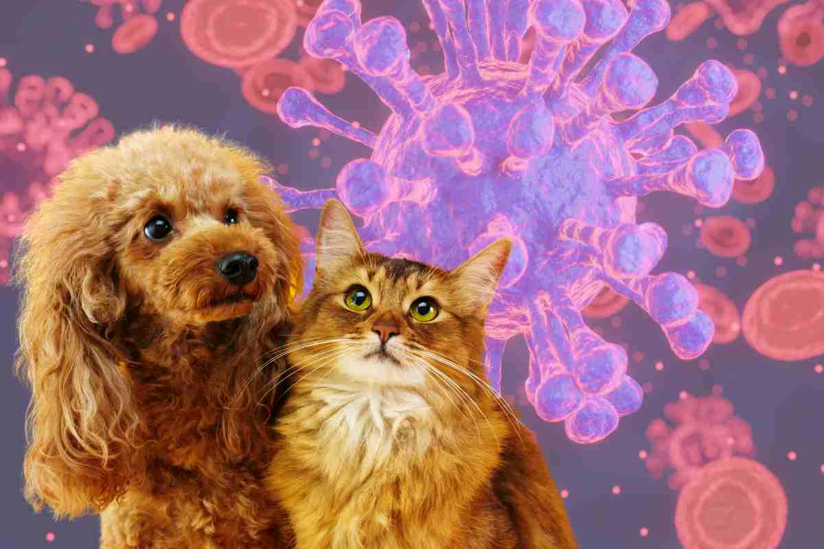 Influenza aviaria su cani e gatti: sintomi e cure